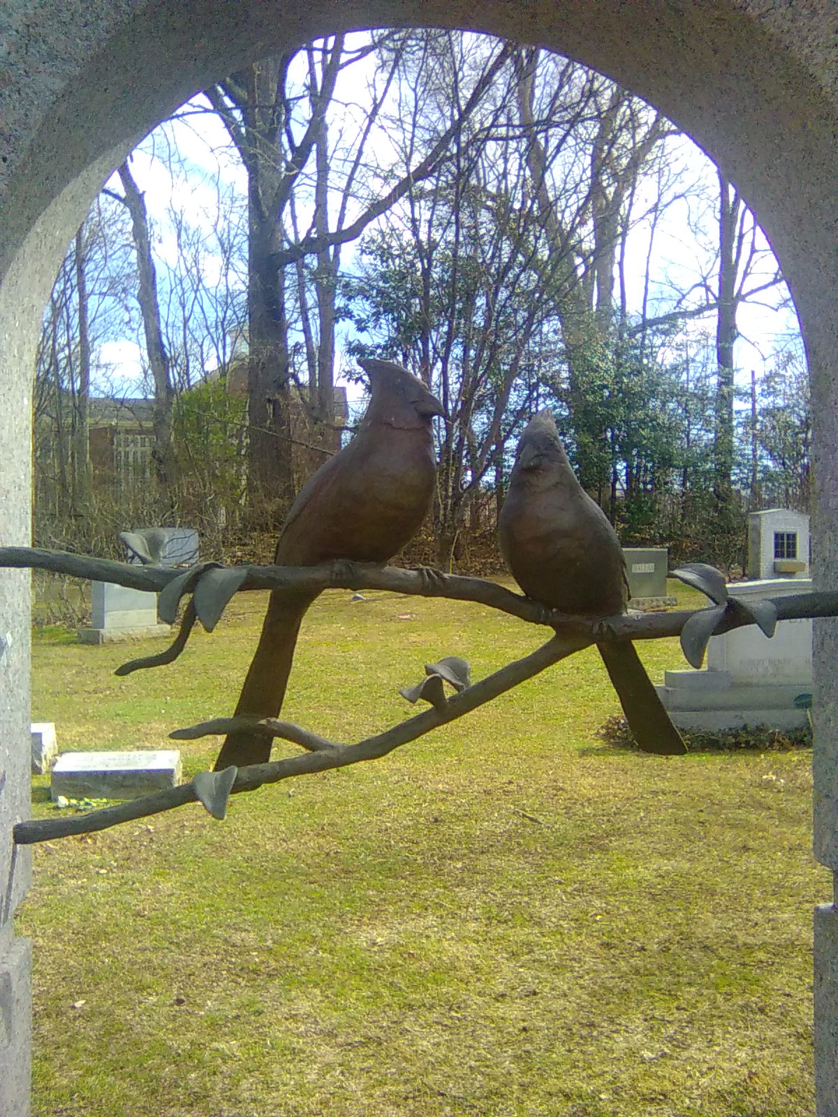 Cardinal Birds