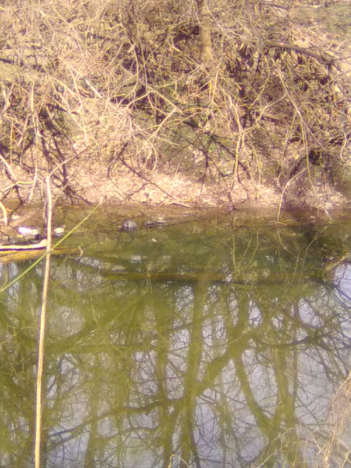 Turtles