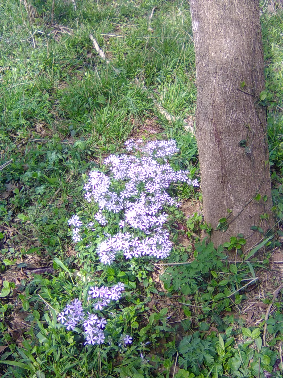 Wild Blue Phlox