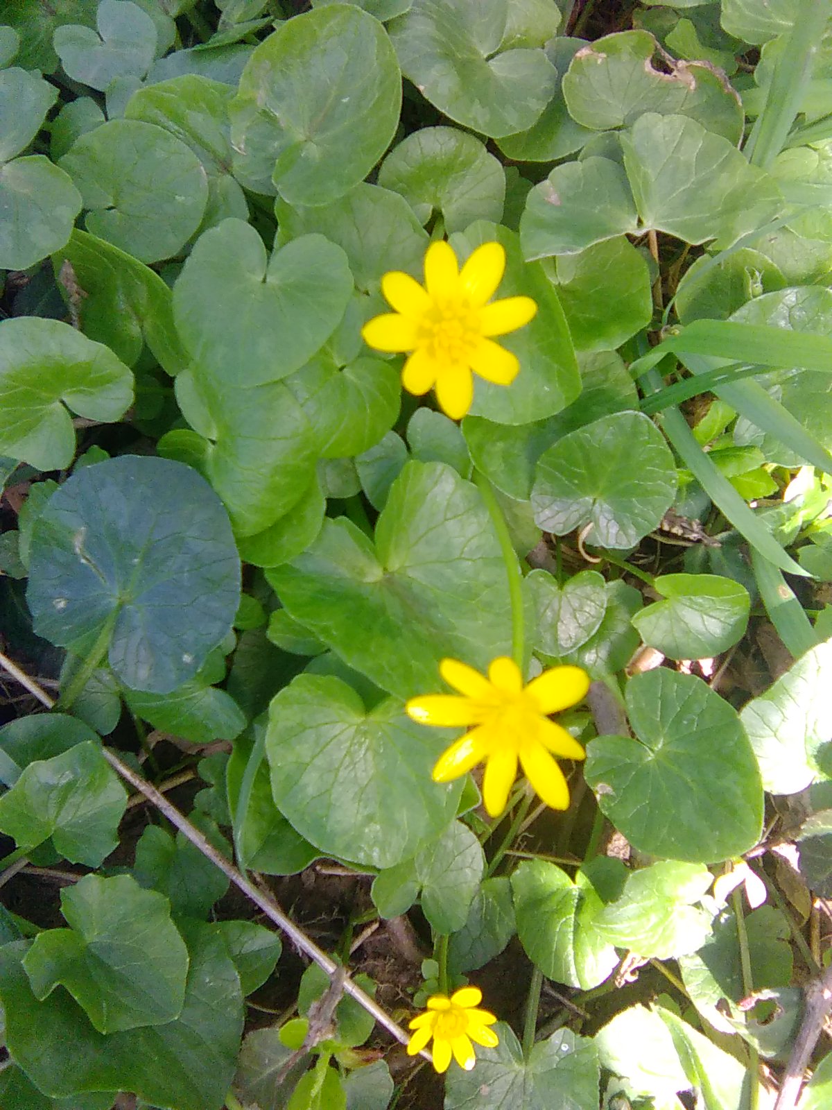 Lesser Celandine