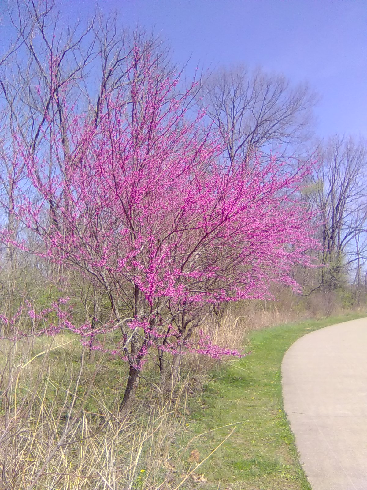 Eastern Redbud