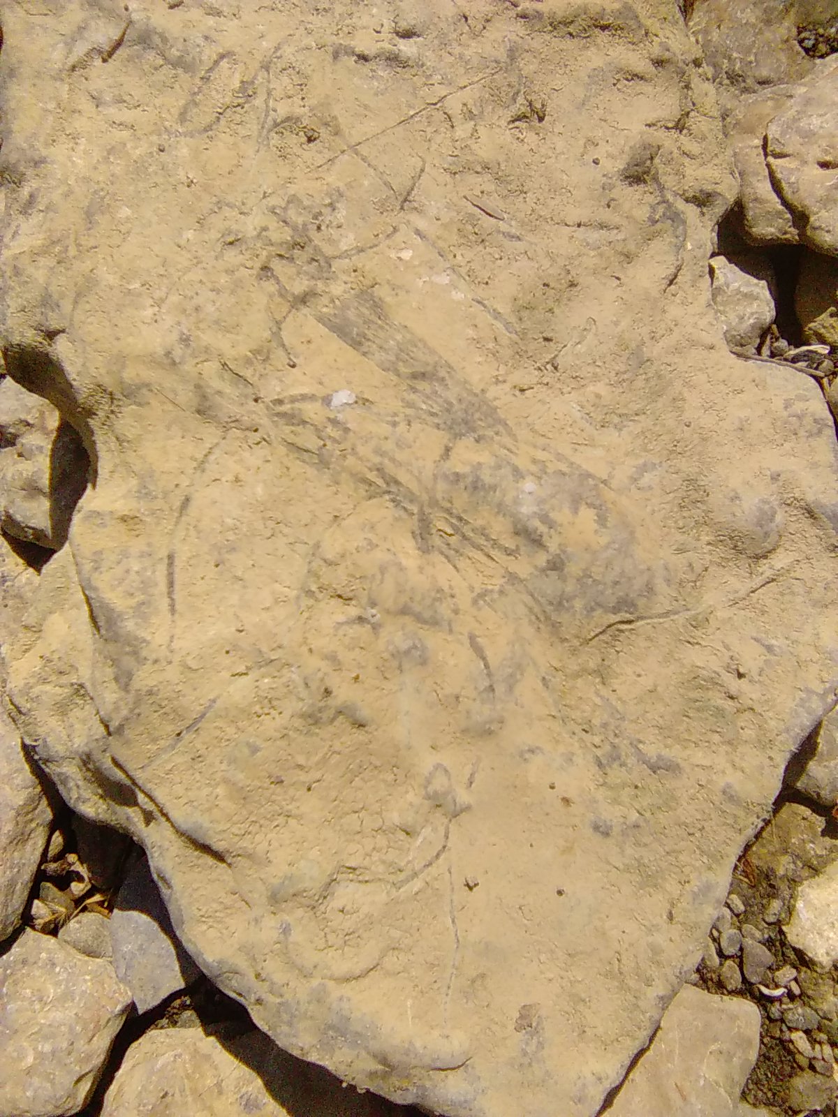 Bryozoans