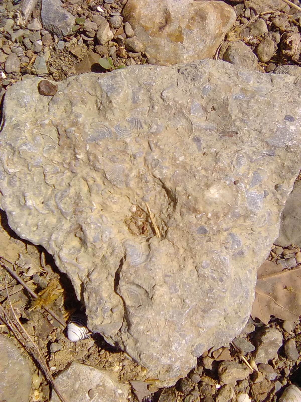 Fossil Hash (Brachiopods)