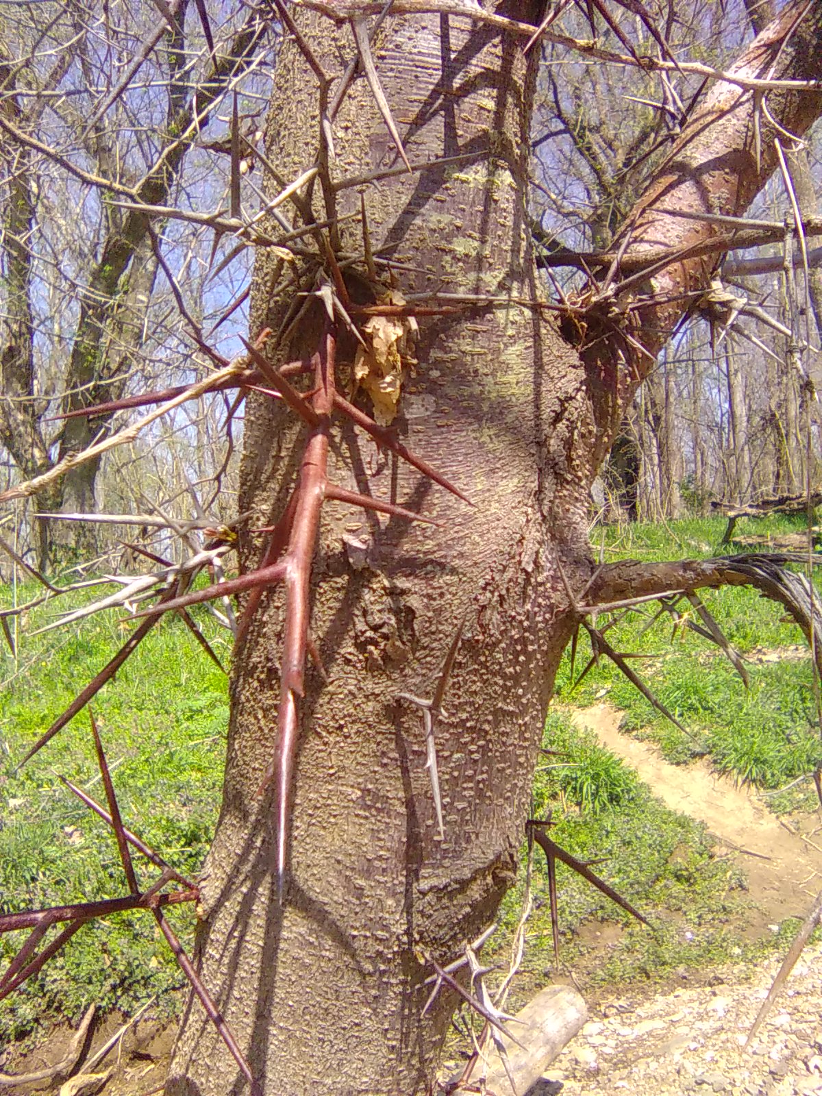 Honey Locust