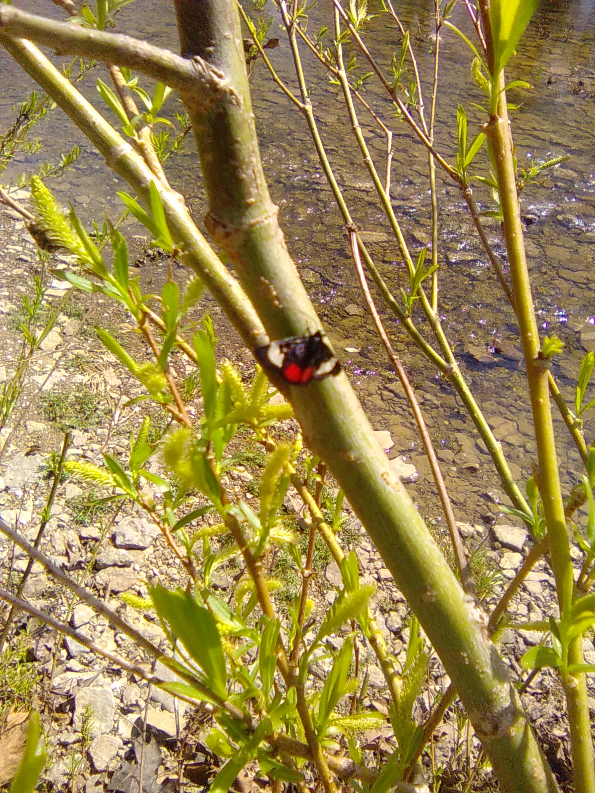 Grapevine Epimenis (moth)