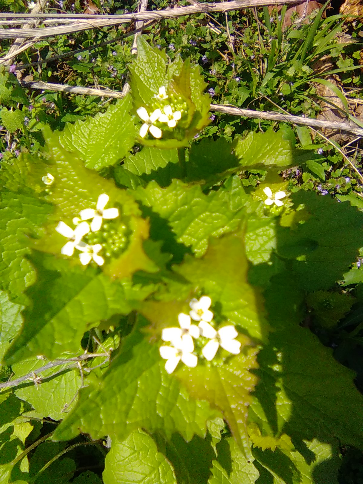 Garlic Mustard