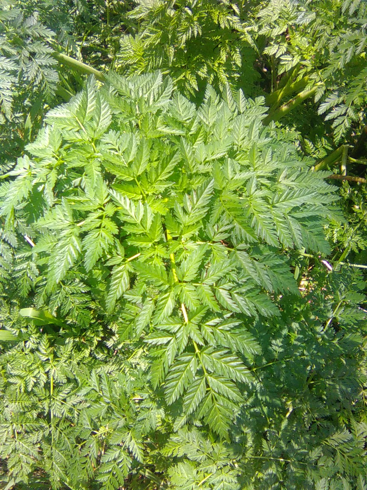 Hemlock or Cow Parsley?