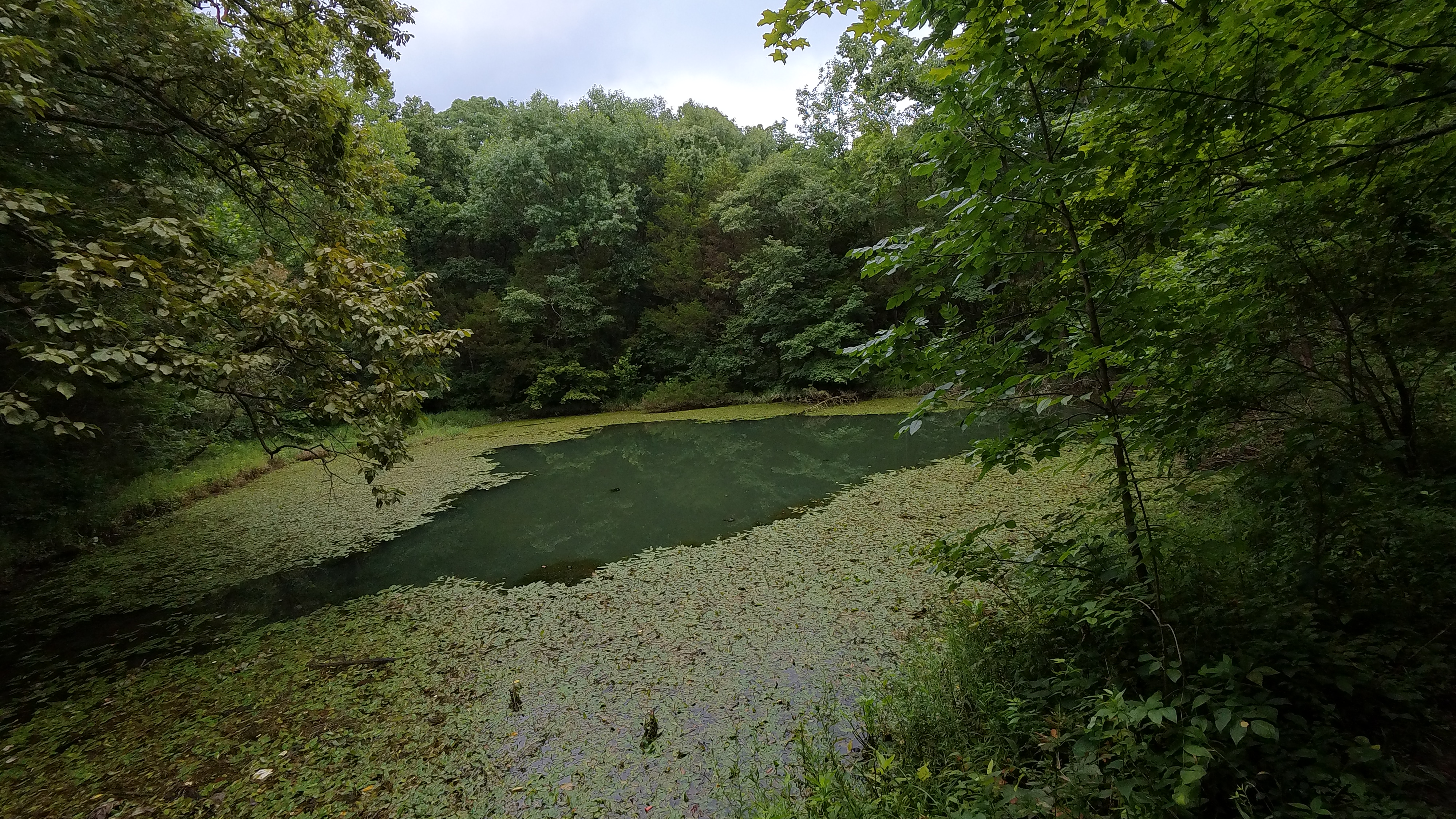 Jackson's Pond Jackson's Pond