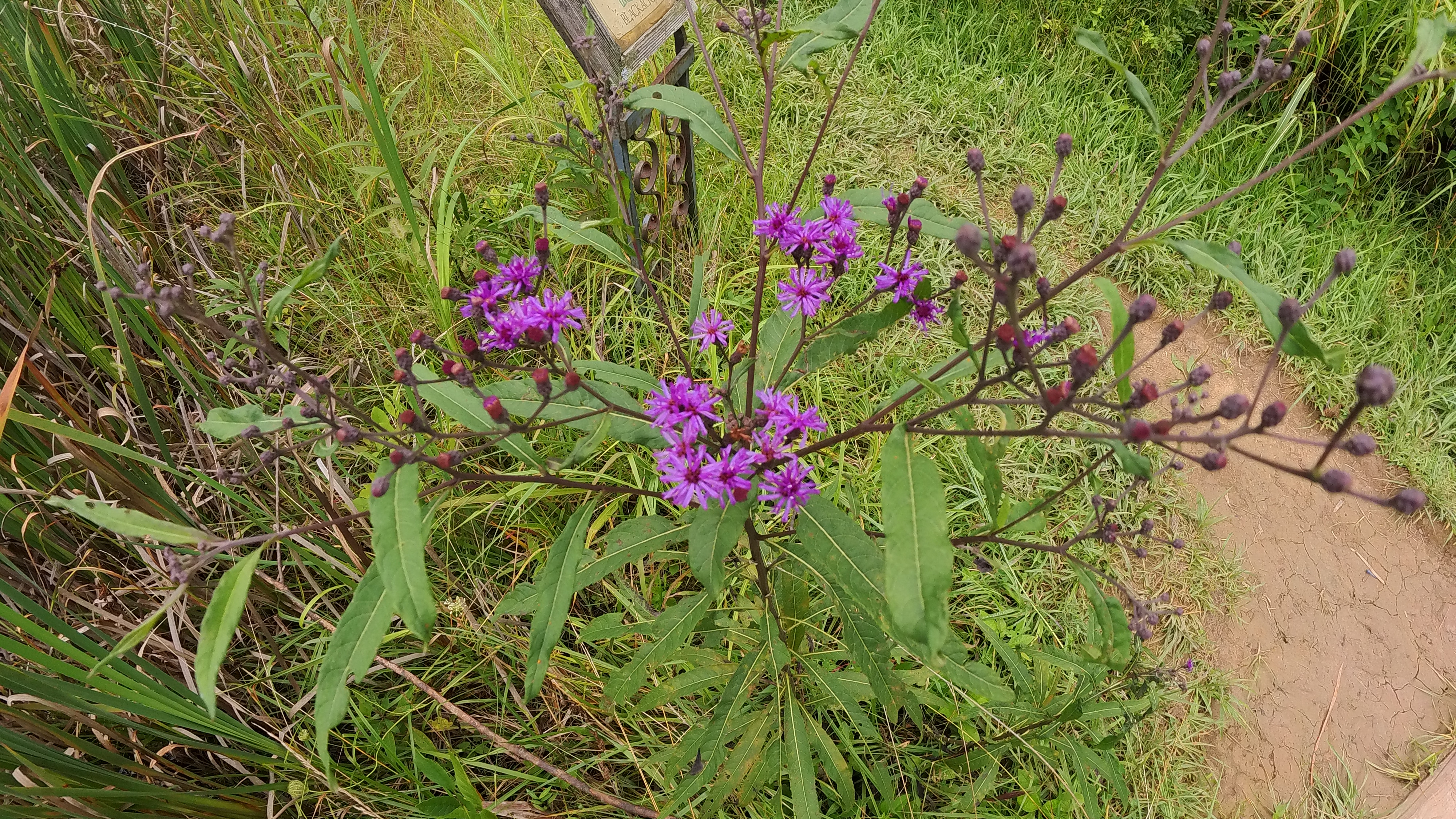 Tall Ironweed Tall Ironweed