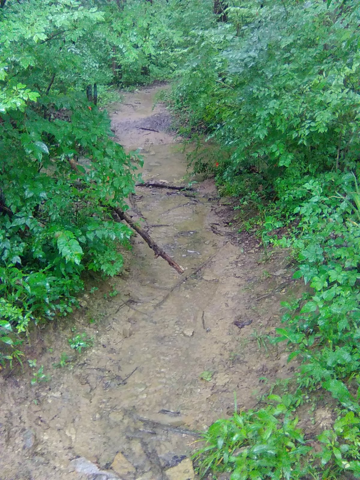 Trail or Creek?