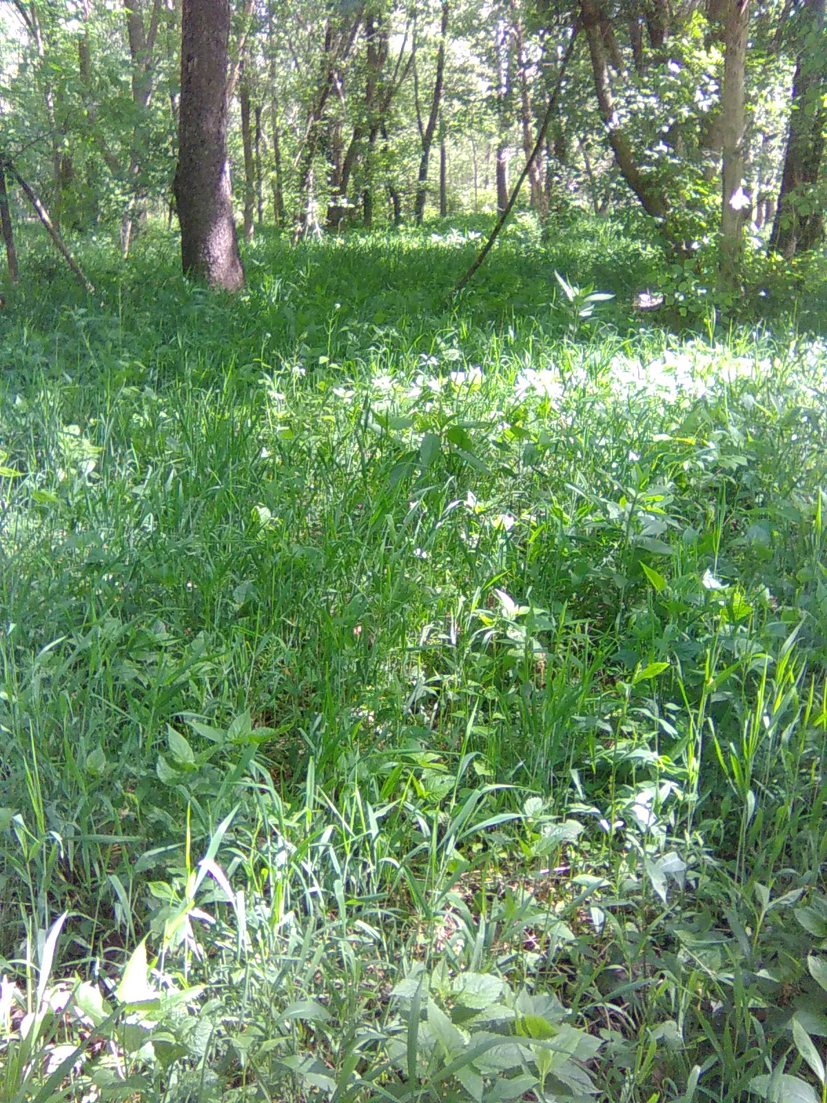 Field
