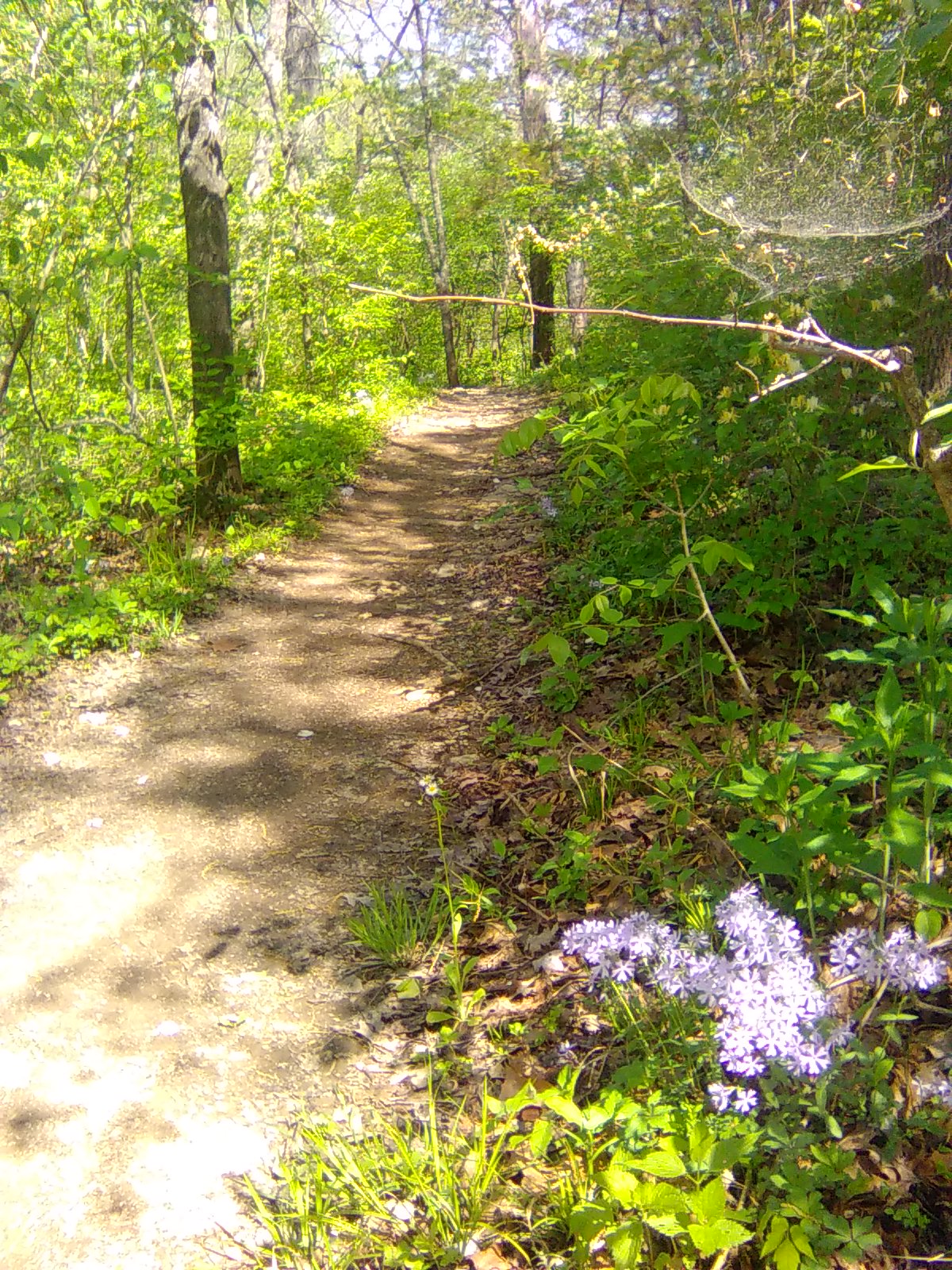 Phlox Path