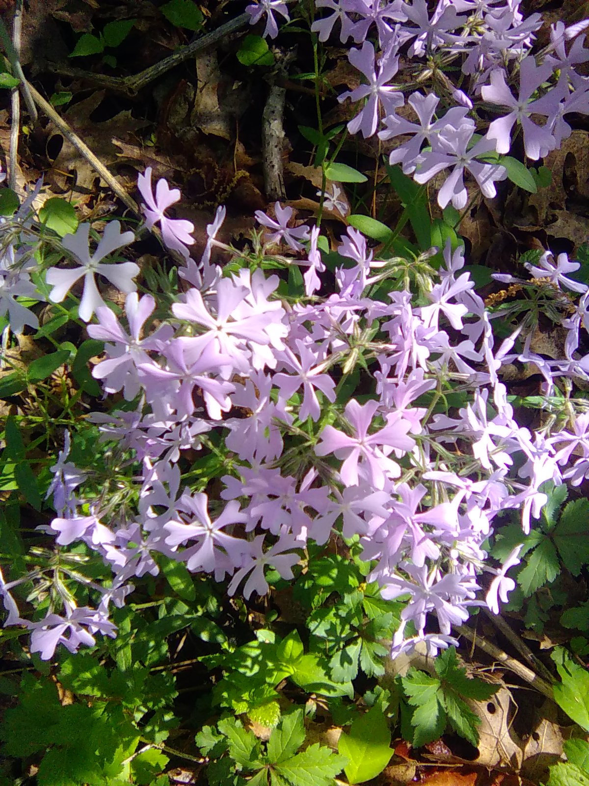 Wild Blue Phlox