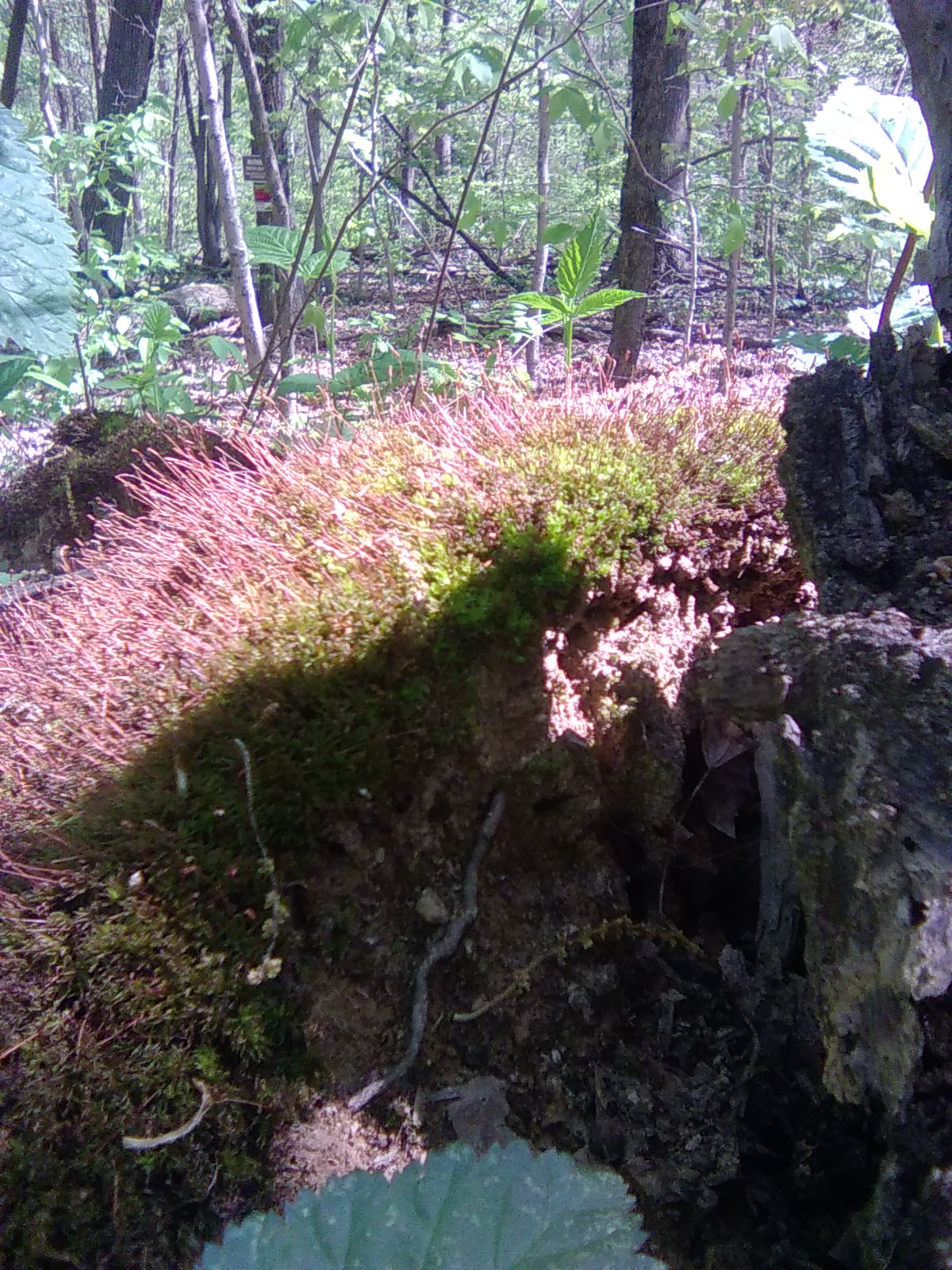 Moss Sporophytes
