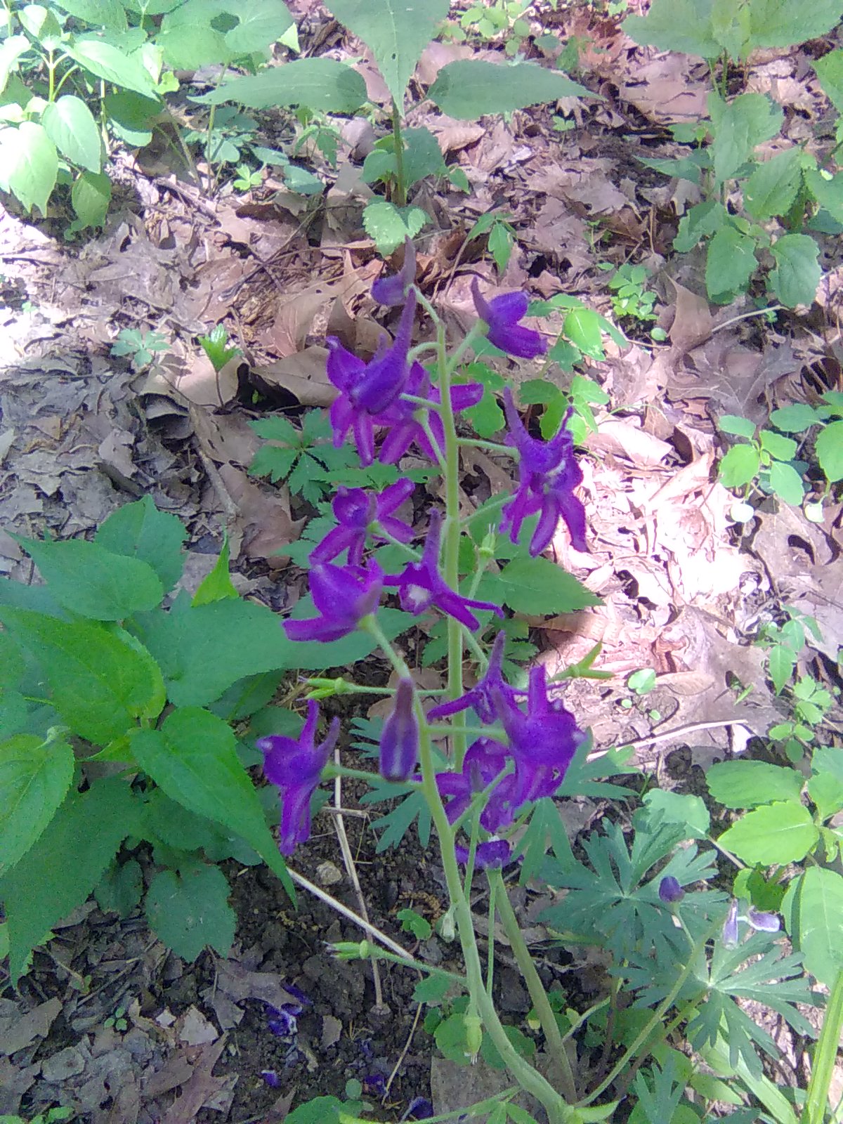 Dwarf Larkspur