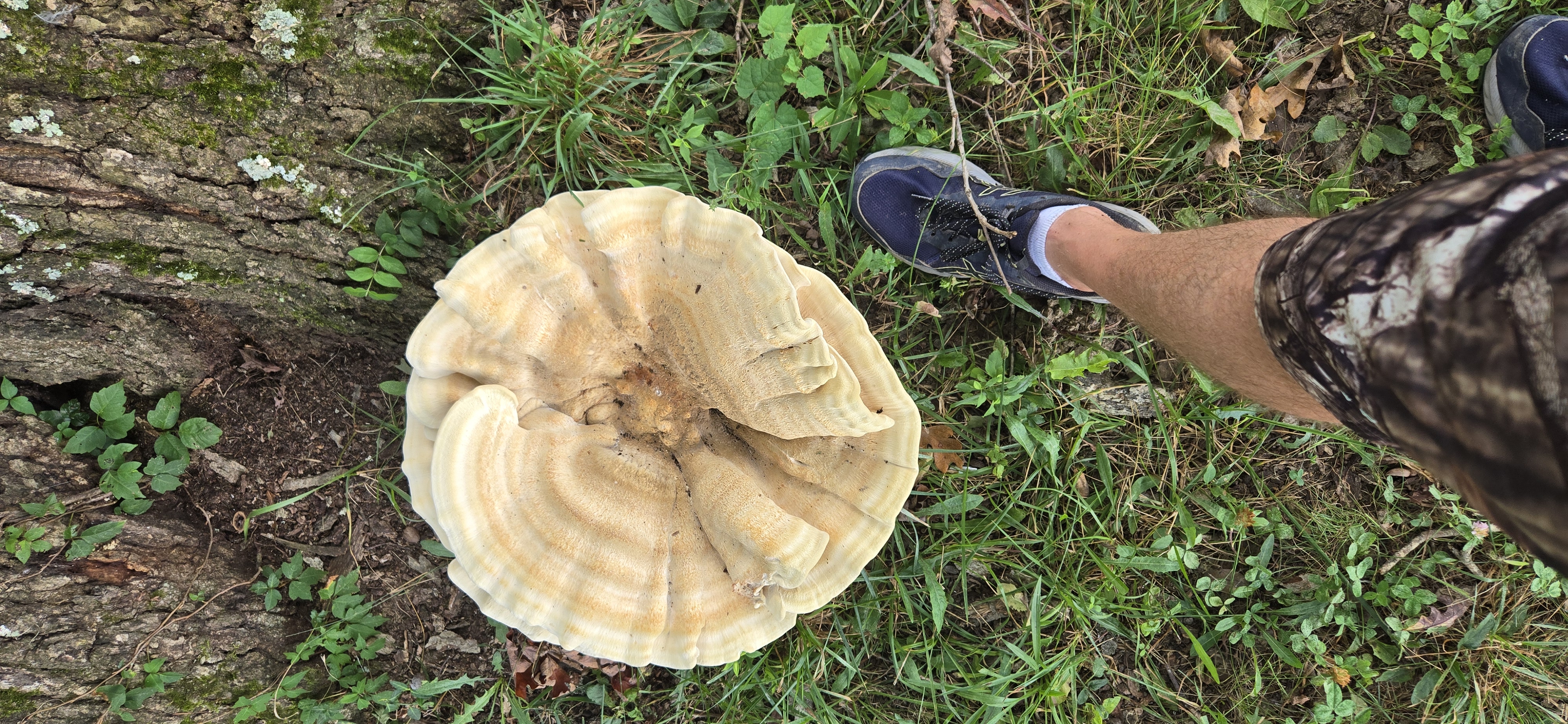 Berkeley's Polypore Berkeley's Polypore