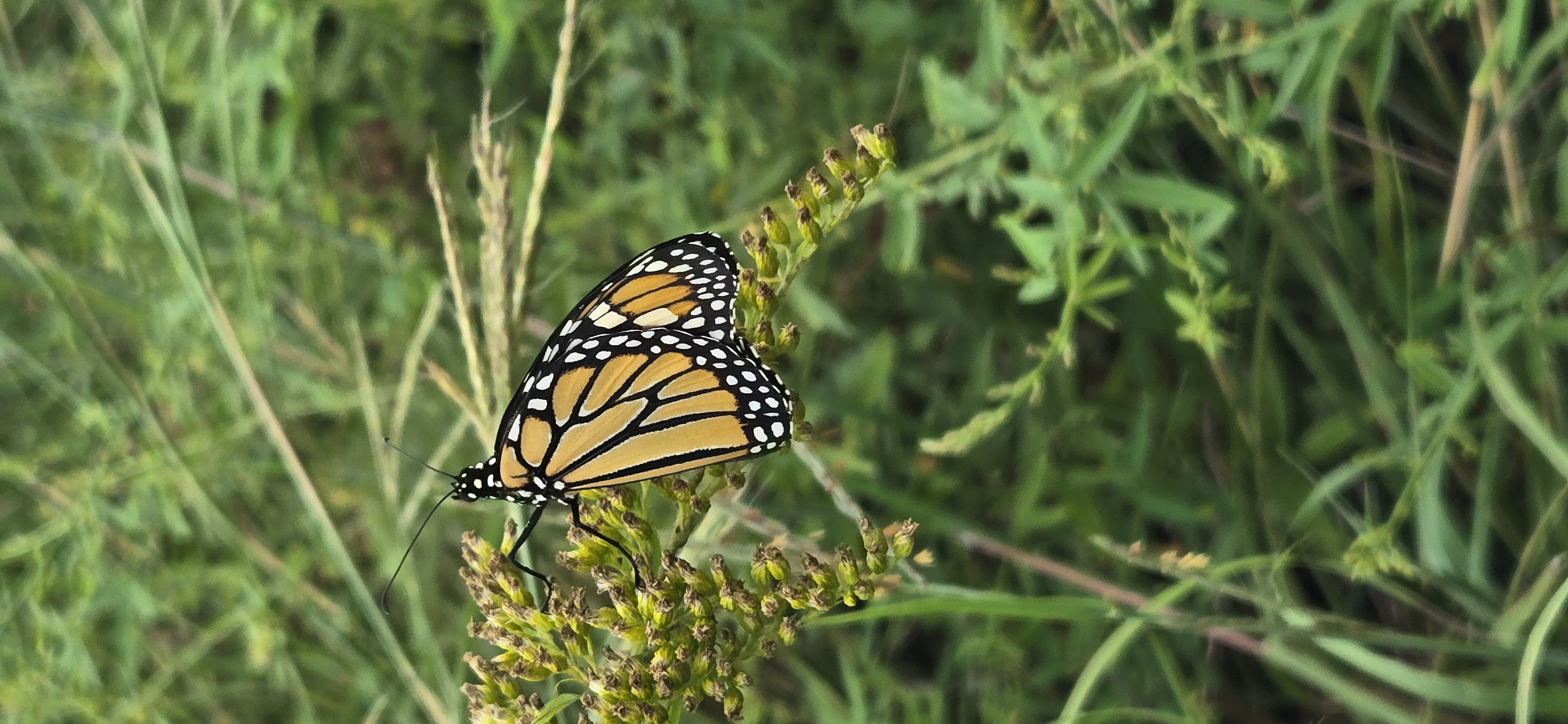 Monarch Monarch