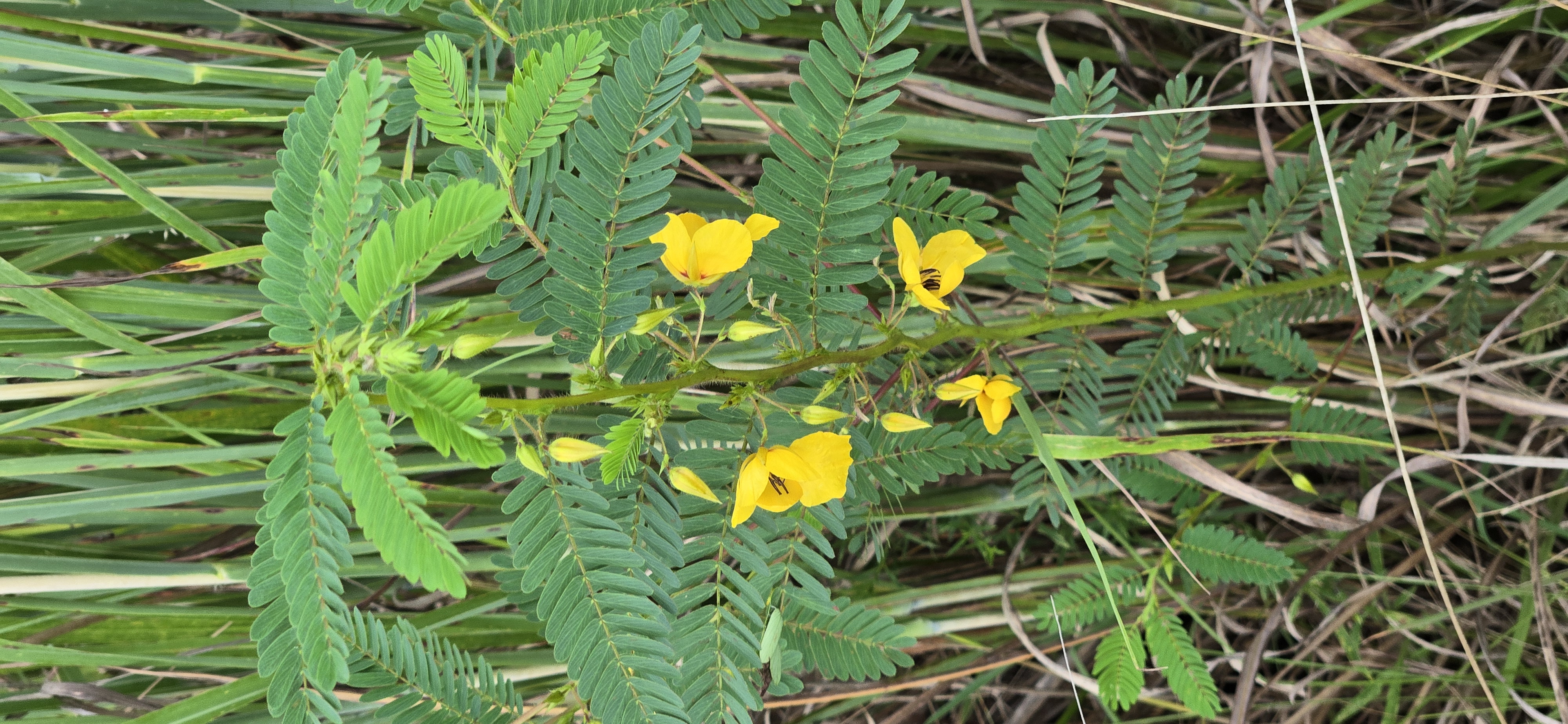 Partridge Pea Partridge Pea