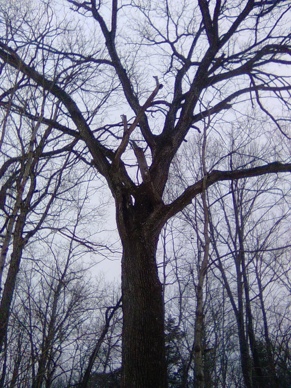 Old Tree