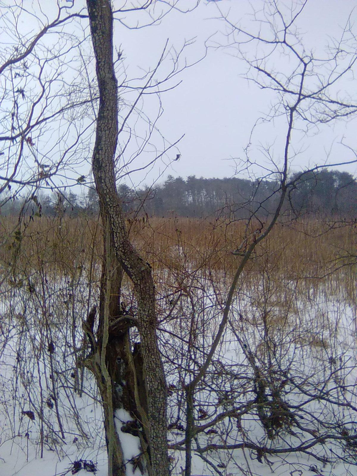 Where the Deer Sleep