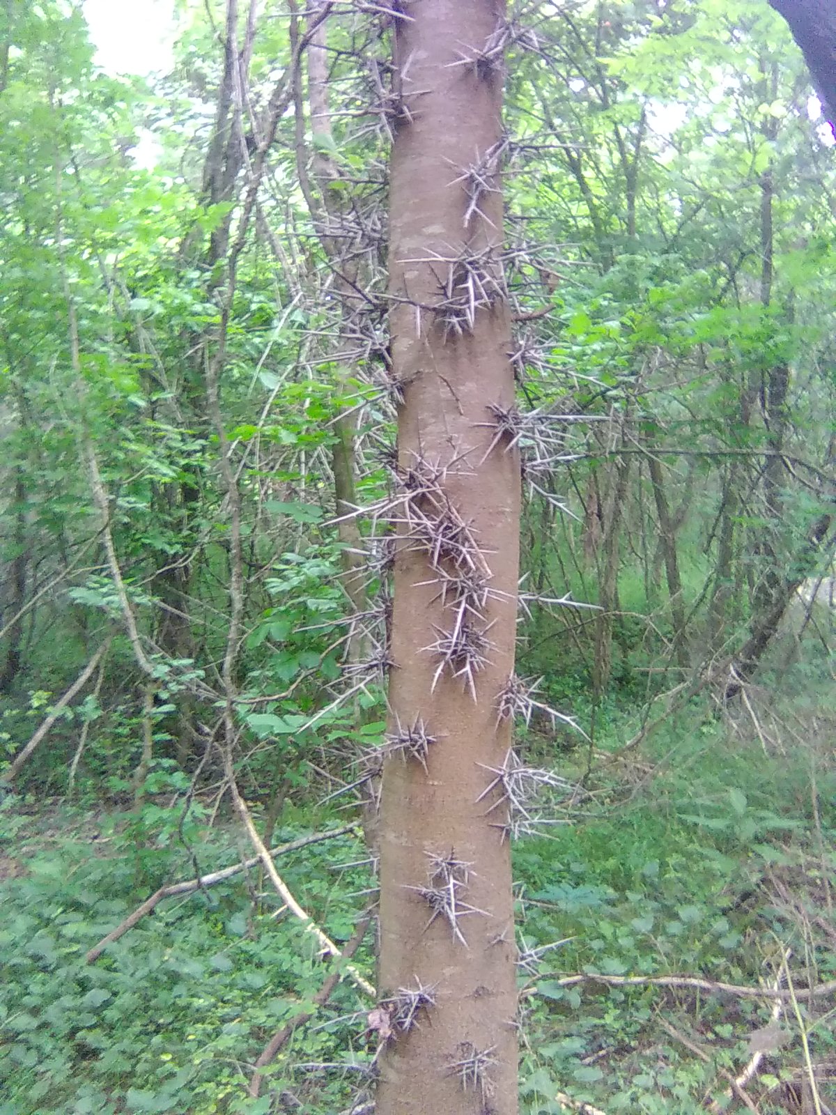 Honey Locust