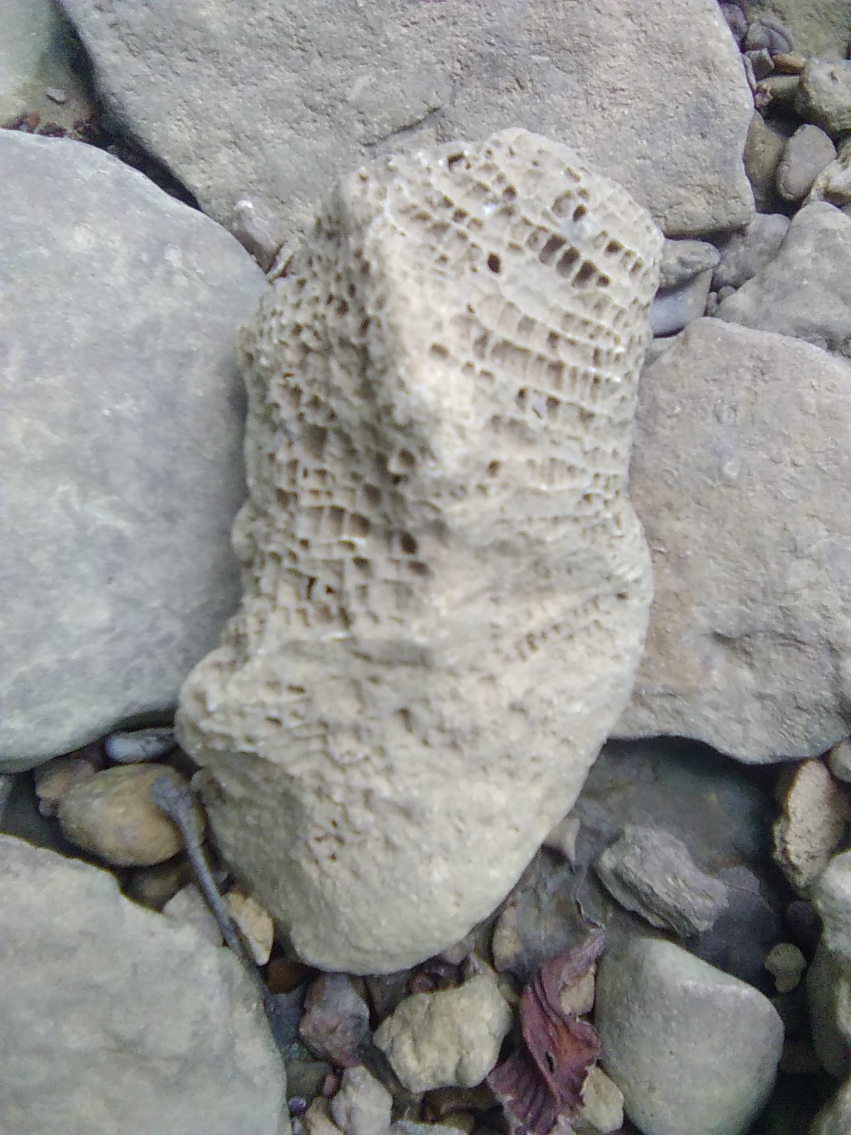 Bryozoans