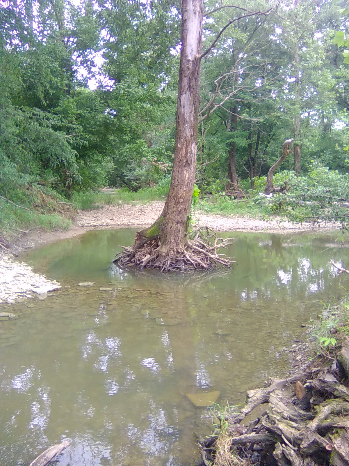 Tree Bath