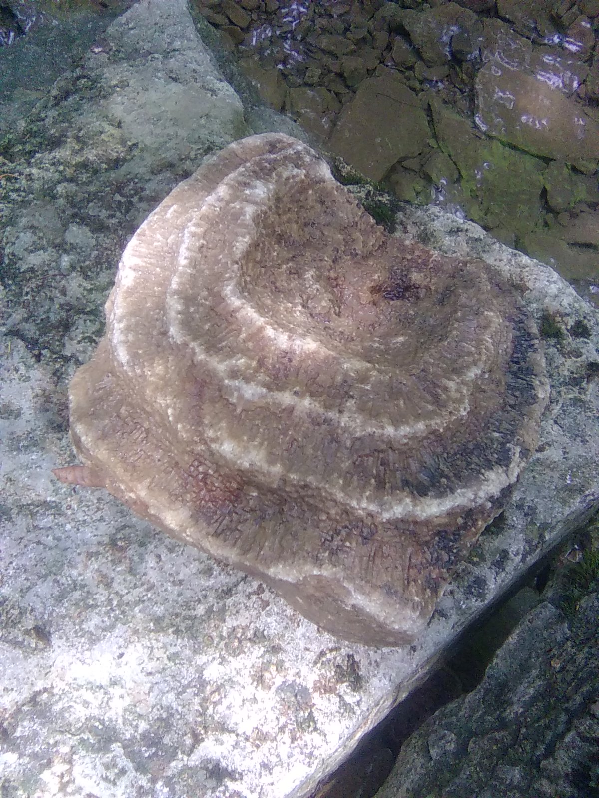 Stromatoporoid