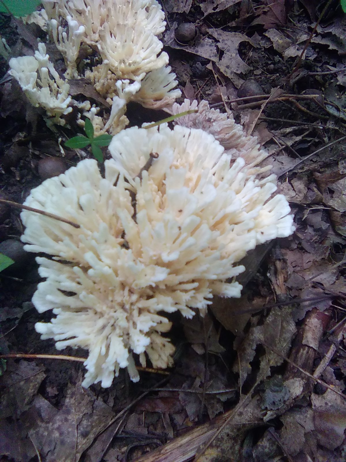 Jellied False Coral