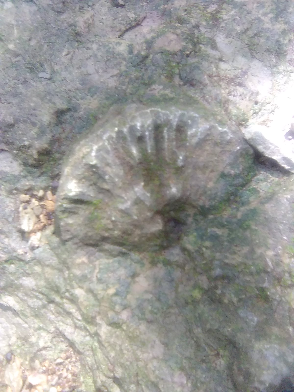 Winged Brachiopod