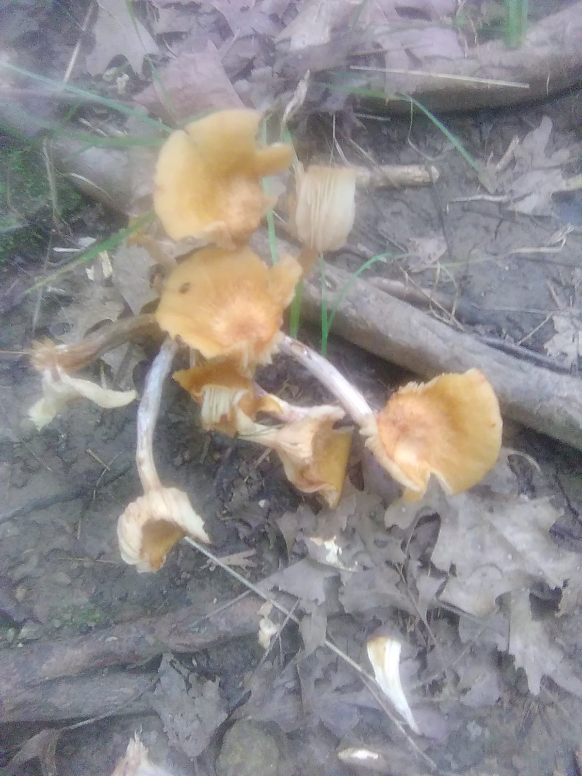 Chanterelle
