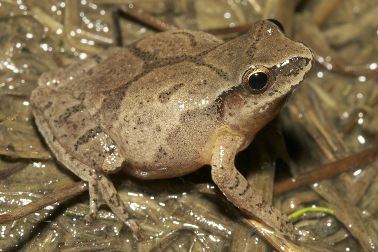 Spring Peeper