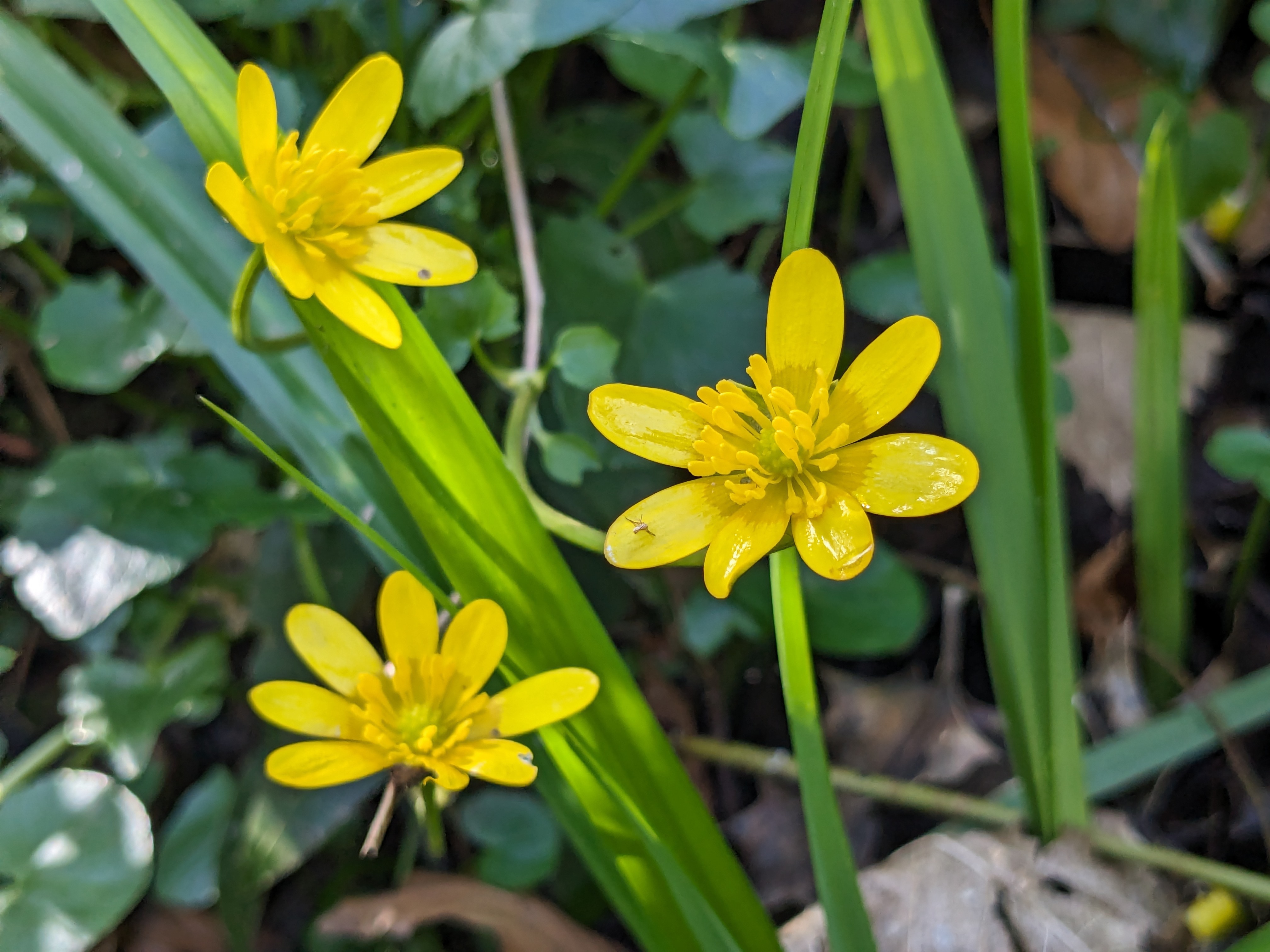 Lesser Celandine