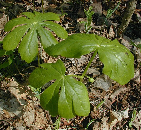 Mayapple