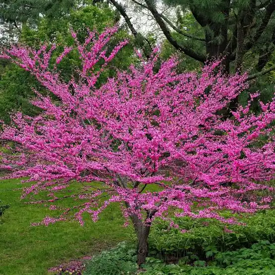Eastern Redbud