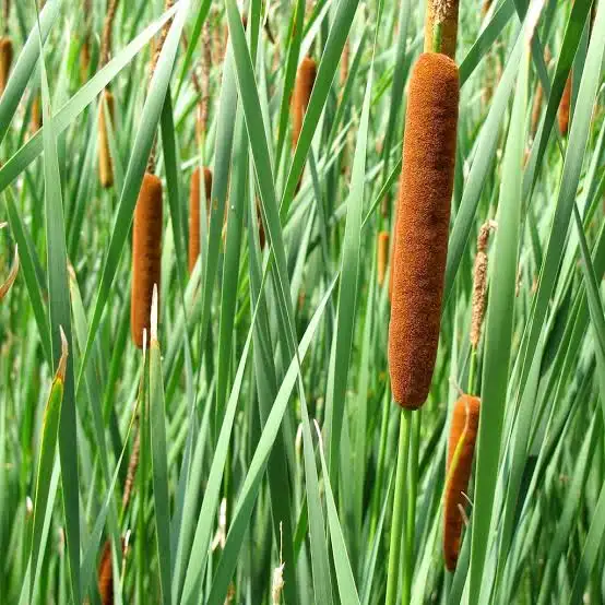 Common Cattail