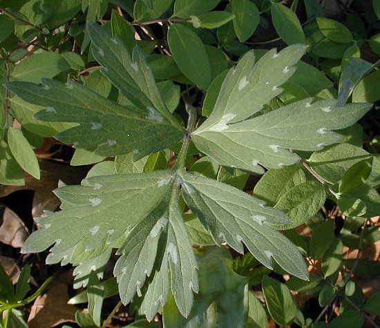 Virginia Waterleaf
