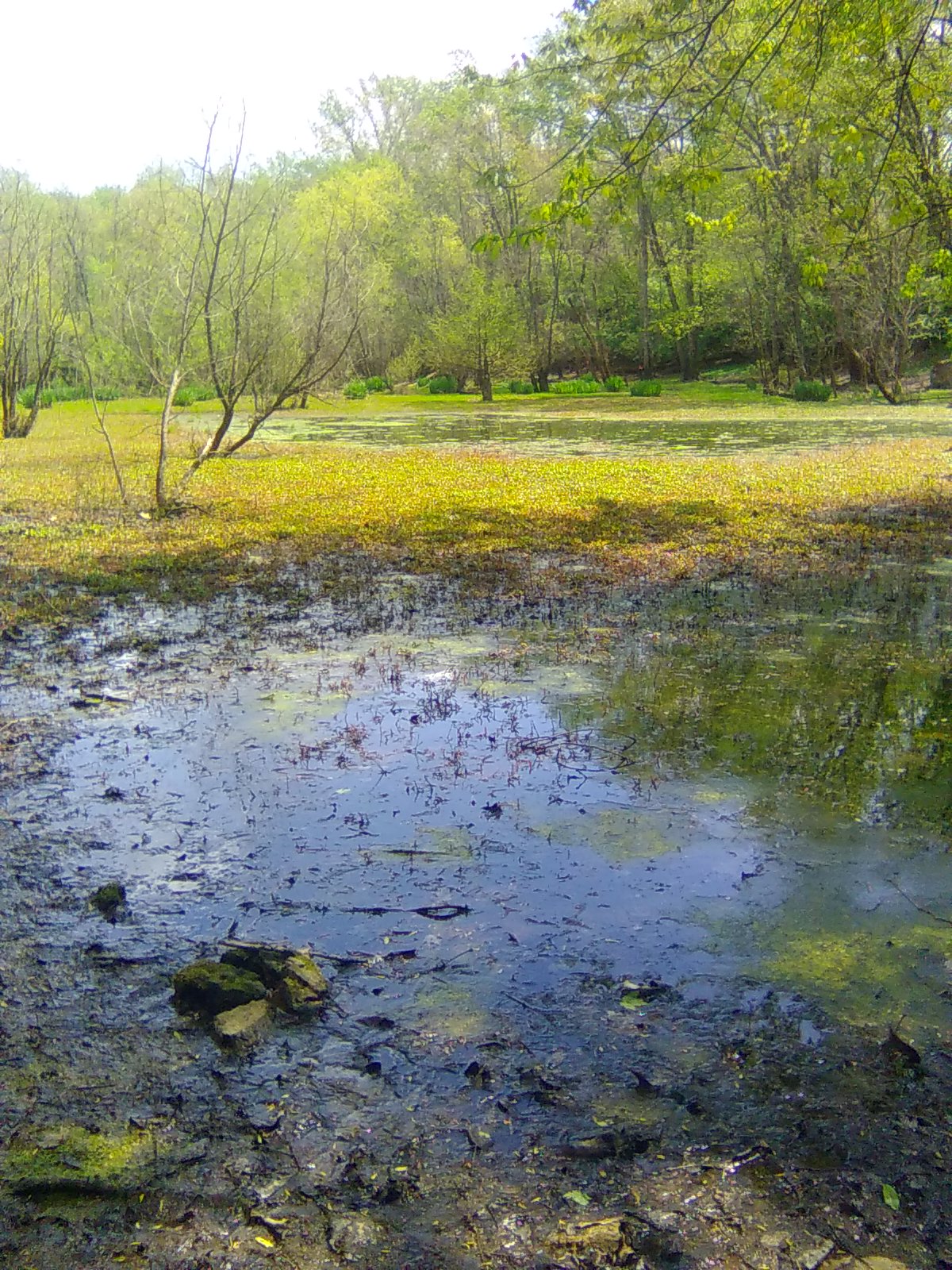 Vernal Pools