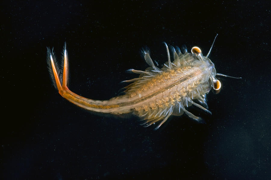 Eastern Fairy Shrimp