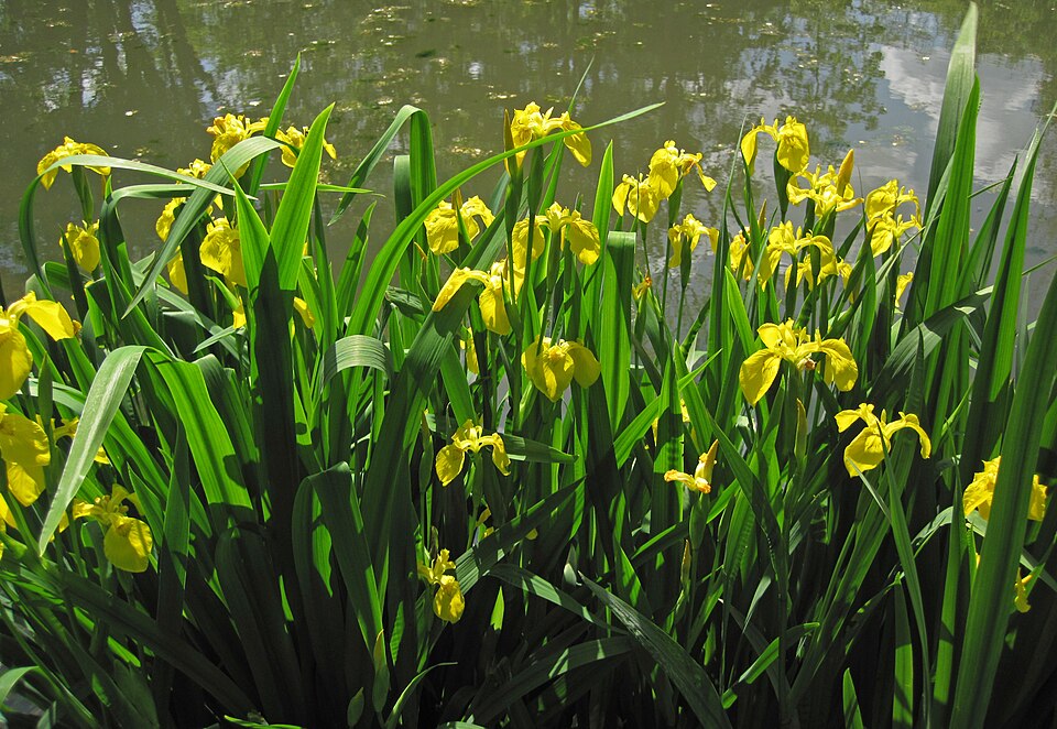 Yellow Flag Iris