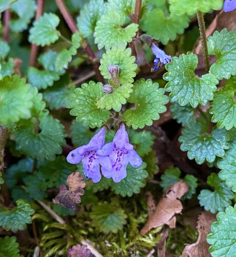Ground Ivy