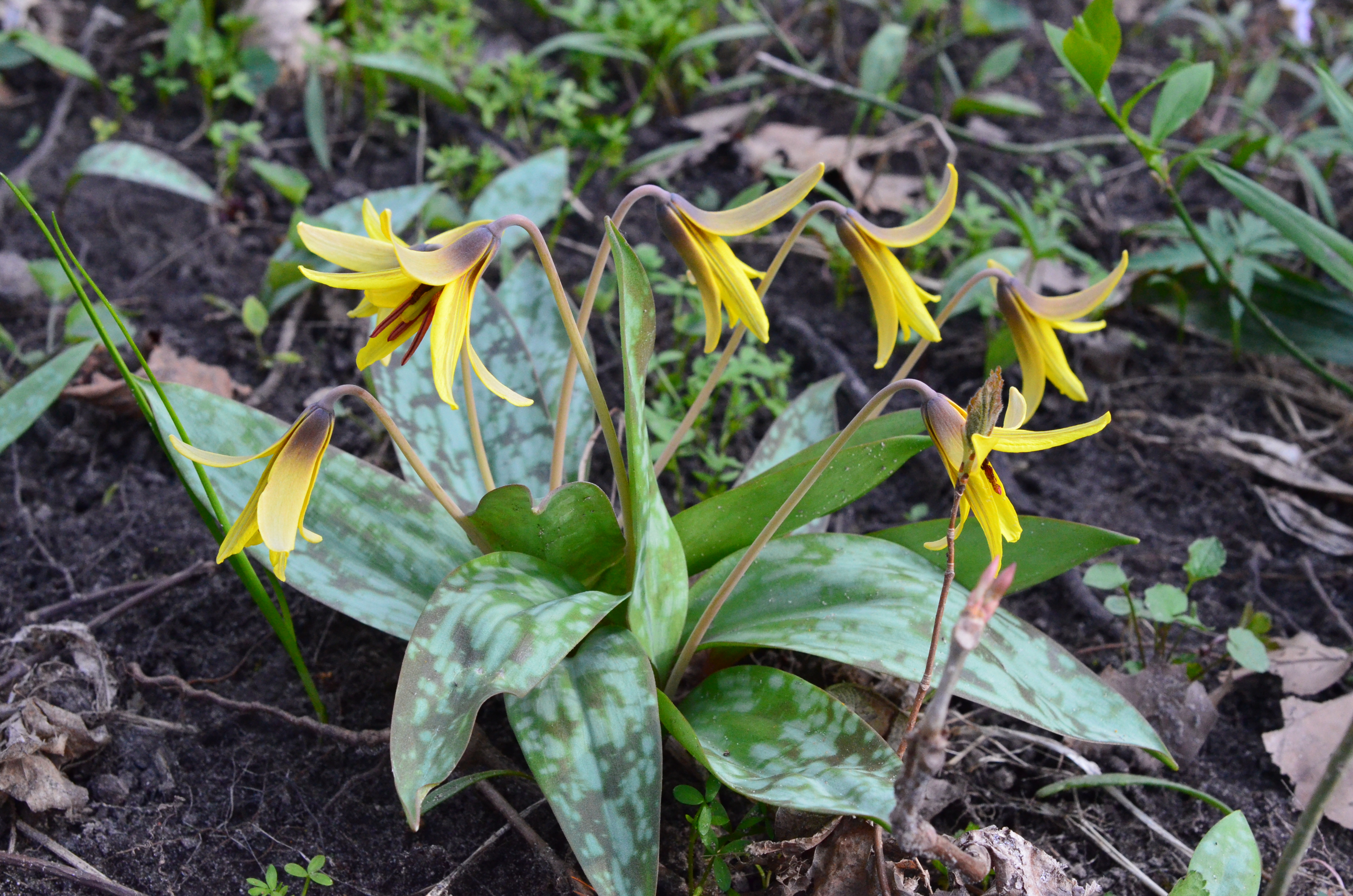 Yellow Trout Lily