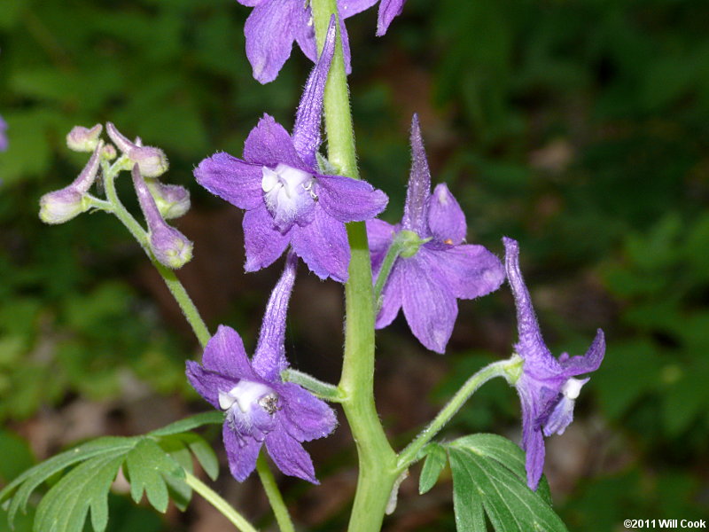 Dwarf Larkspur
