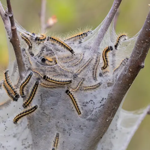 The Eastern Tent Caterpillar