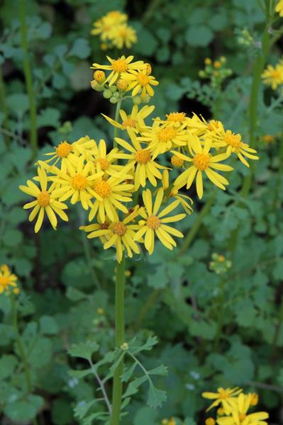 Butterweed