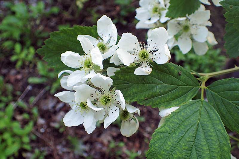 Common Blackberry