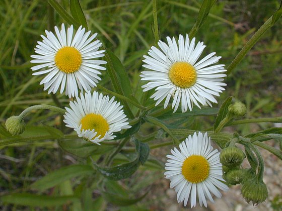 Philadelphia Fleabane