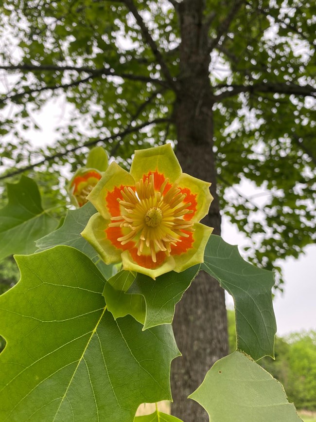 The Tulip Tree