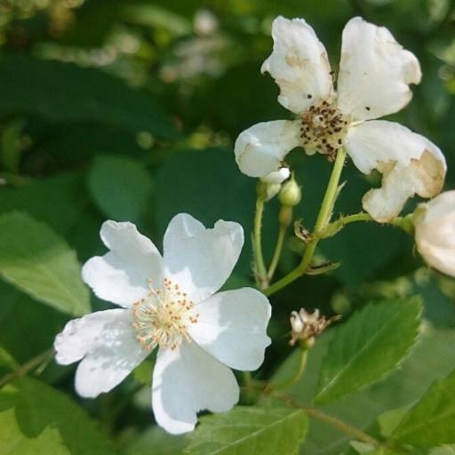 Multiflora Rose