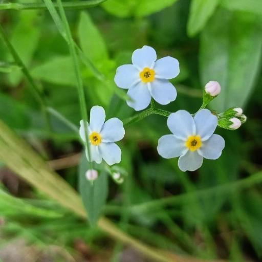 Water Forget Me Not